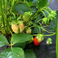 Дары июня :: Ольга Довженко Дары июня :: Ольга Довженко