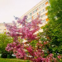 Сакура в цвету :: Сергей Кочнев