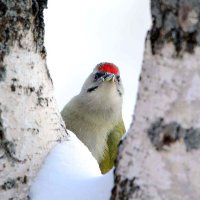 Тет-а-тет :: Михаил Белоусов Тет-а-тет :: Михаил Белоусов