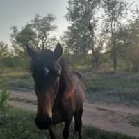 Встреча на просёлочной тропинке... :: Андрей Хлопонин Встреча на просёлочной тропинке... :: Андрей Хлопонин