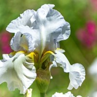 3851 :: Alex . 3851 :: Alex .