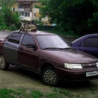 Охраник :: Сергей Уткин