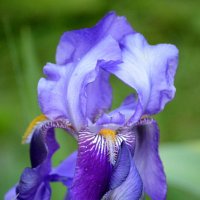 Ириска ненаглядная) :: Татьяна Лютаева