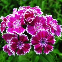 Гвоздика :: Людмила Смородинская