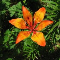 Первая лилия :: Людмила Смородинская Первая лилия :: Людмила Смородинская