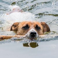 **** :: Владимир Безбородов