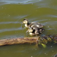 Утиный выводок :: Рита Симонова