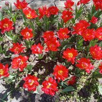 Коллективное позирование :: Виктор Коллективное позирование :: Виктор