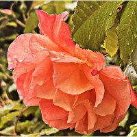 Оранжевая. :: Валерия Комова