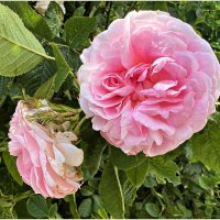 Время роз. :: Валерия Комова