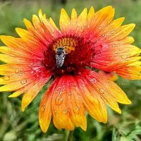 Летние цветы. :: Михаил Столяров