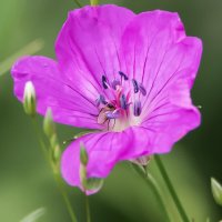 Герань лесная приютила мушку... :: Владимир Безбородов