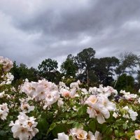 *** :: Валентина Береснева