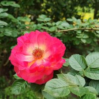 ,,, :: Сергей Тимоновский