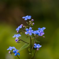Голубая незабудка :: Александр Синдерёв