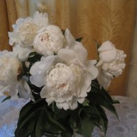 Букет пионов :: Елена Семигина