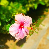 Гибискус. :: Argaman Табашник Гибискус. :: Argaman Табашник