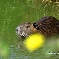 Нутрия :: Николай Волков