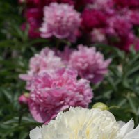 Пионы :: Наталия Григорьева