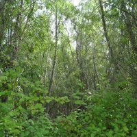 Зелень :: Anna Ivanova