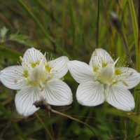 Белозёр :: Anna Ivanova