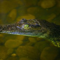 Мой зоопарк - Крокодил :: Владимир Максимов Мой зоопарк - Крокодил :: Владимир Максимов