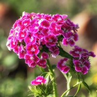 Турецкая гвоздичка. :: Лилия *