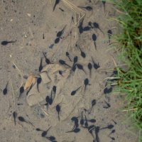 Горные лягушки... :: Александр Кондаков Горные лягушки... :: Александр Кондаков