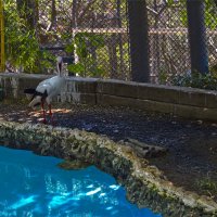 Хайфа 06,2025году :: ujgcvbif 