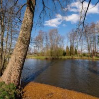 На пруду... :: Николай Гирш