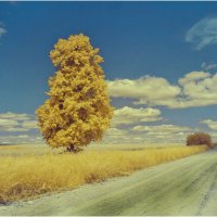 Летний этюд ( инфракрасная фотография ) :: Валентин Котляров