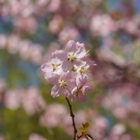 Цветущий апрель... :: Владимир Жданов Цветущий апрель... :: Владимир Жданов