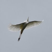 Цапля в полёте! :: Валентина  Нефёдова 