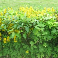 Жёлто-зелёное лето :: Дмитрий Никитин Жёлто-зелёное лето :: Дмитрий Никитин