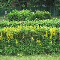 Жёлто-зелёное лето :: Дмитрий Никитин