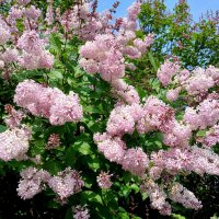 Персидская цветёт. :: Лия ☼ Персидская цветёт. :: Лия ☼