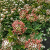 цветёт спирея :: Валентина. .