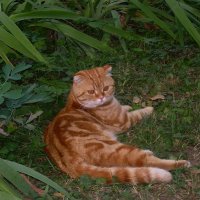 Рыжий красавчик :: Татьяна Р 