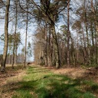 По лесу гуляя... :: Николай Гирш