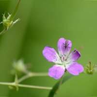 герань лесная :: Сергей Владимирович Егоров