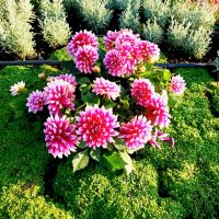 Георгины в парке Кадриорг :: Veera V