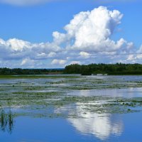 Ядрин. Кувшинки в заливе реки Суры. :: Пётр Чернега