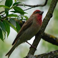 Чечевица :: Лина 