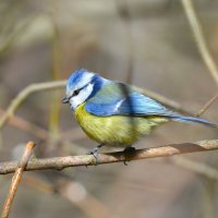 Лазоревка :: Константин Анисимов