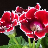 Глоксиния. :: Владимир Безбородов