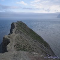 Природа Крыма :: Amazing Cosmea