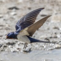 ласточка деревенская :: юрий макаров ласточка деревенская :: юрий макаров