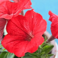 Яркая петуния :: Liudmila LLF Яркая петуния :: Liudmila LLF