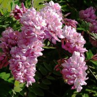 Цветет Акация :: Рита Симонова Цветет Акация :: Рита Симонова