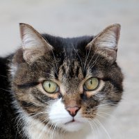 Киса :: Олегъ Петрович